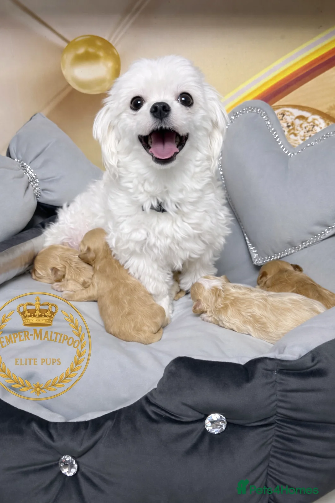 Maltipoo dogs for sale: Tiny Maltipoo puppies- Asian dad - Advert 24