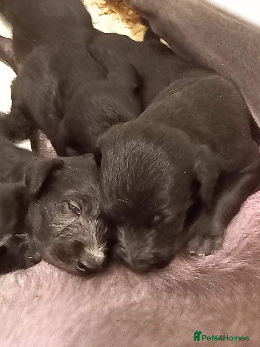 Mixed Breed dogs for sale: Bedlington x Whippets - Advert 2