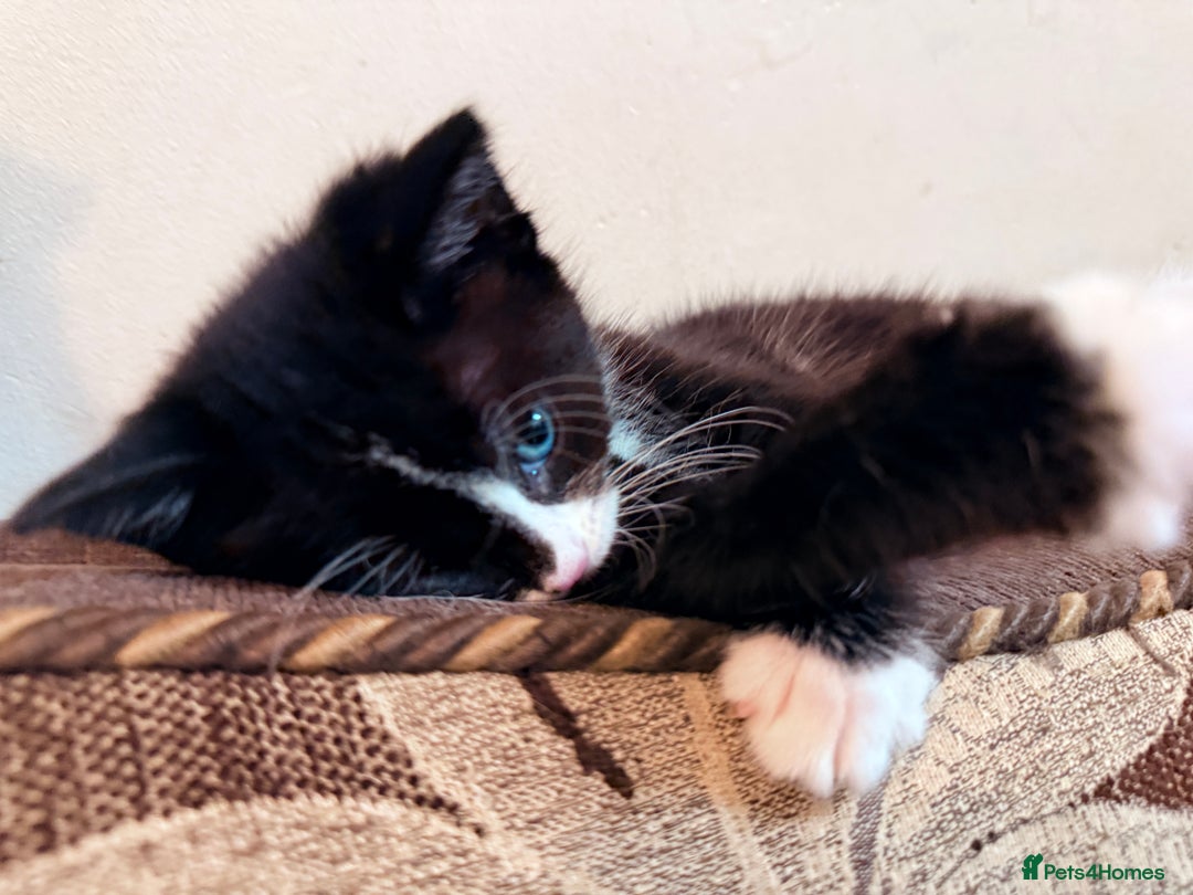 Mixed Breed cats for sale: 4 Beautiful TUXEDO Kittens Available <3 - Advert 17