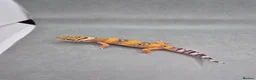 Leopard Gecko reptiles for sale: 2026 leopard gecko hatchlings  - Advert 8