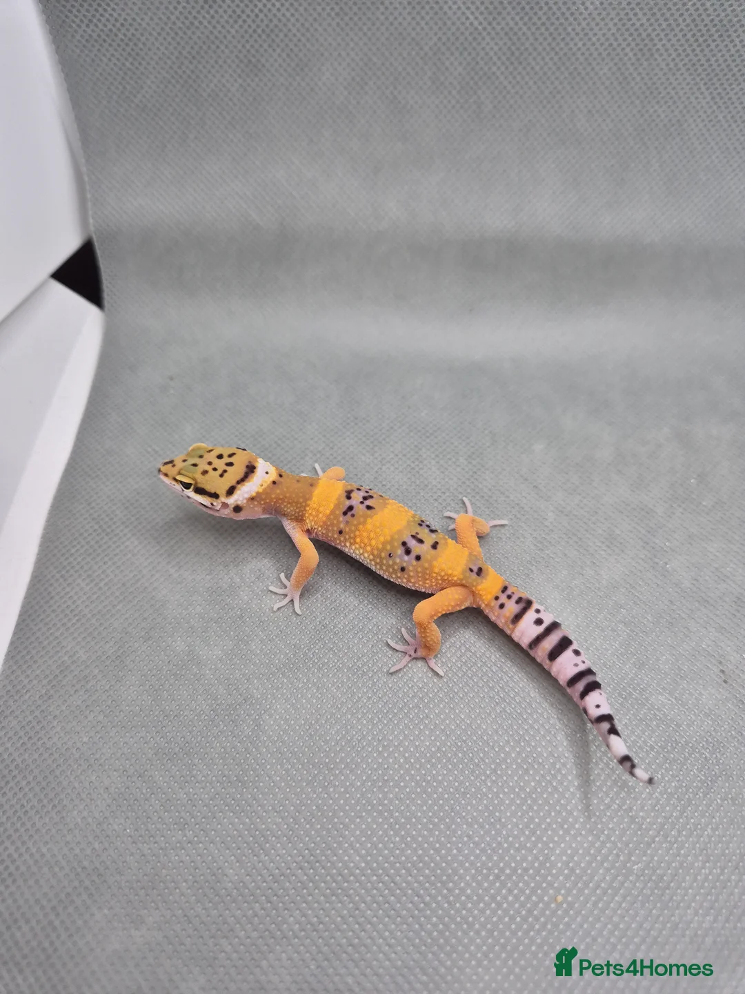 Leopard Gecko reptiles for sale: 2026 leopard gecko hatchlings  - Advert 7