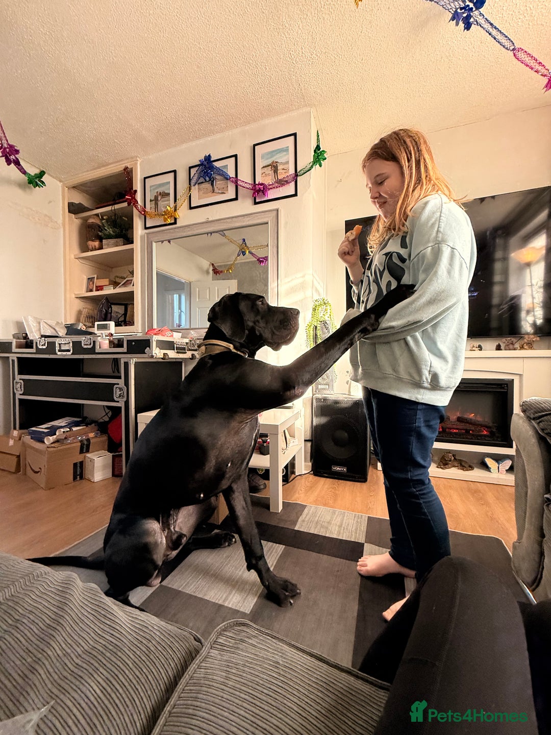 Great Dane dogs for sale: Male Great Dane 14 months old  - Advert 4