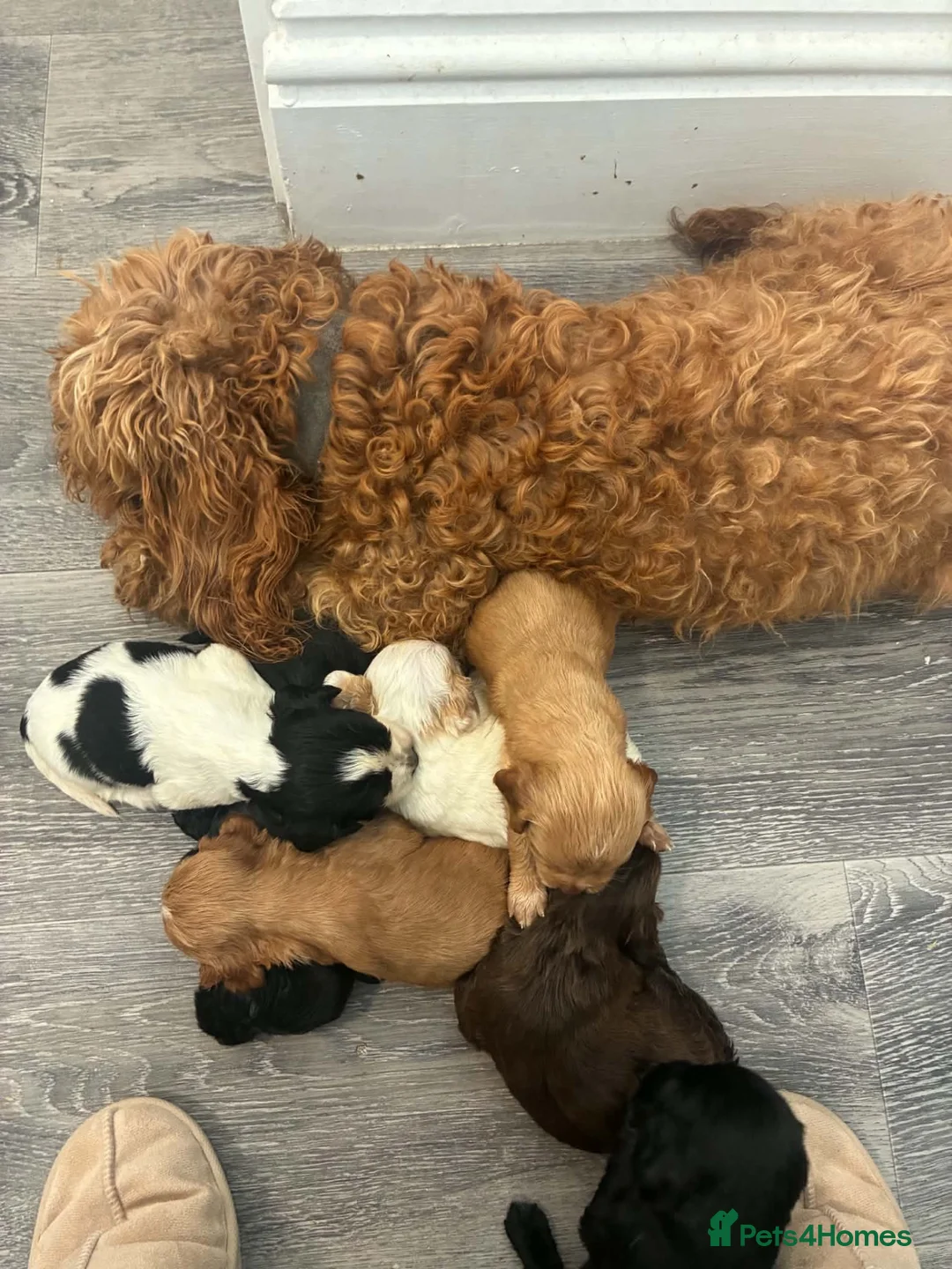 Cockapoo dogs for sale: 7 beautiful cockapoo puppies  - Advert 10