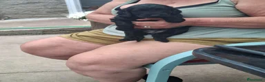 Mixed Breed 2
