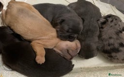 French Bulldog dogs for sale: French bulldogs need loving new homes - Advert 15