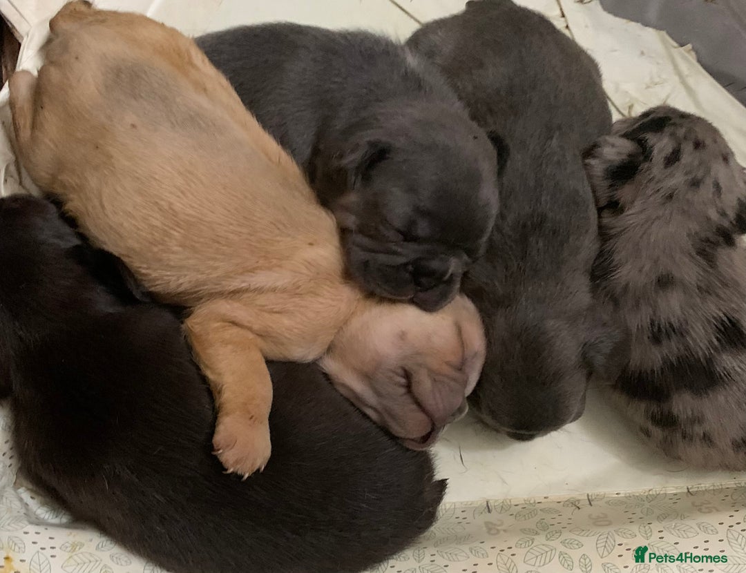 French Bulldog dogs for sale: French bulldogs need loving new homes - Advert 15