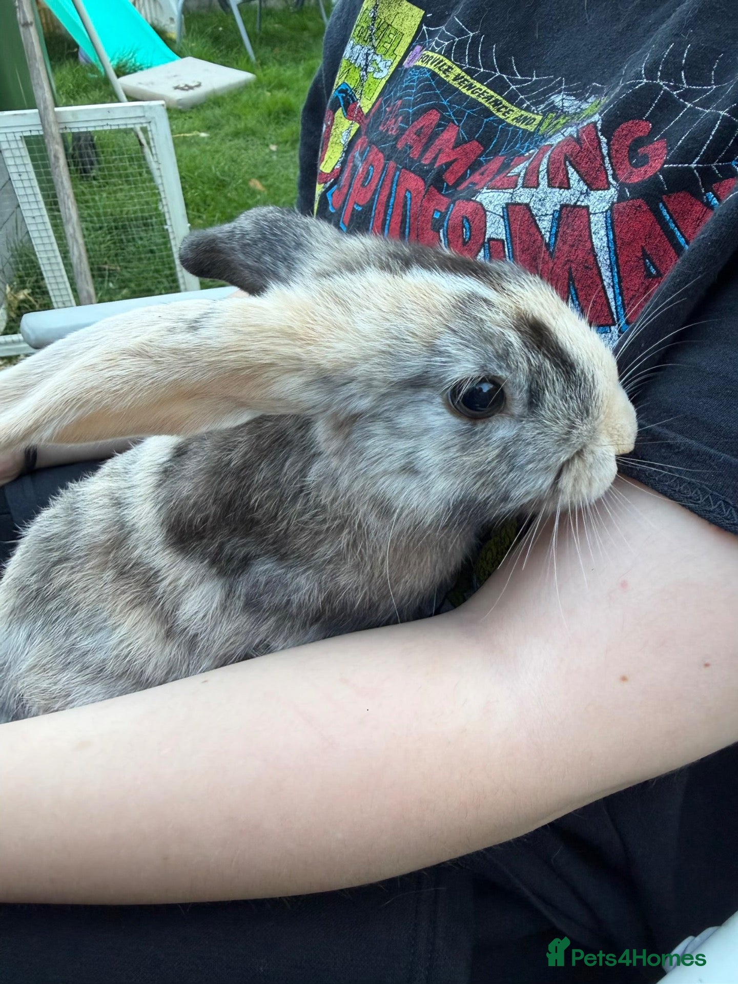 Mini Lop rabbits Mini lops for sale - Advert 1