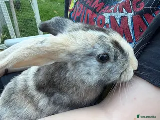 Mini Lop rabbits Mini lops for sale - Advert 1