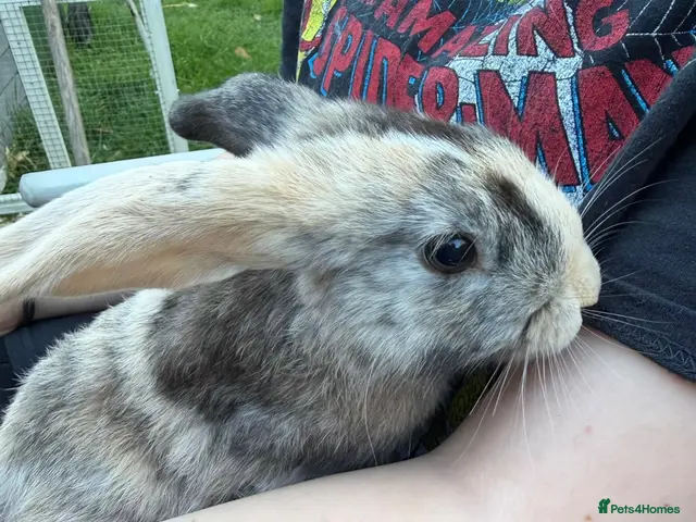 Mini Lop rabbits Mini lops for sale - Advert 1