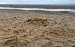 Goldador dogs for sale: Maggie 1 yr old labrador x golden retriever - Image 4