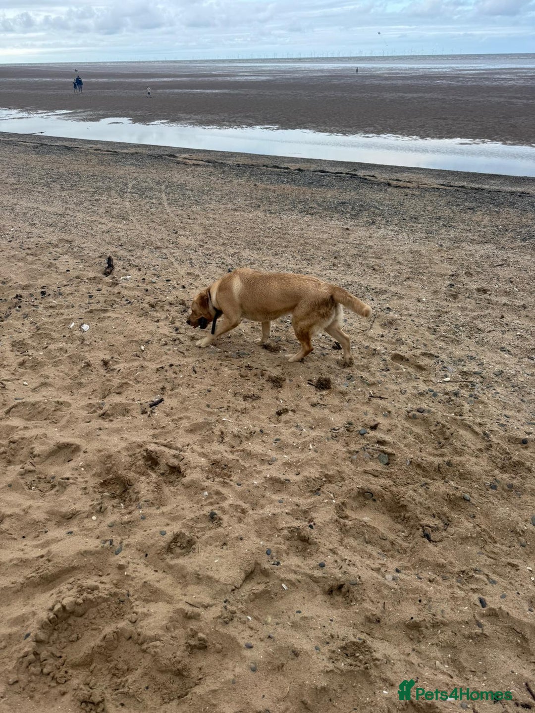 Goldador dogs for sale: Maggie 1 yr old labrador x golden retriever - Image 4