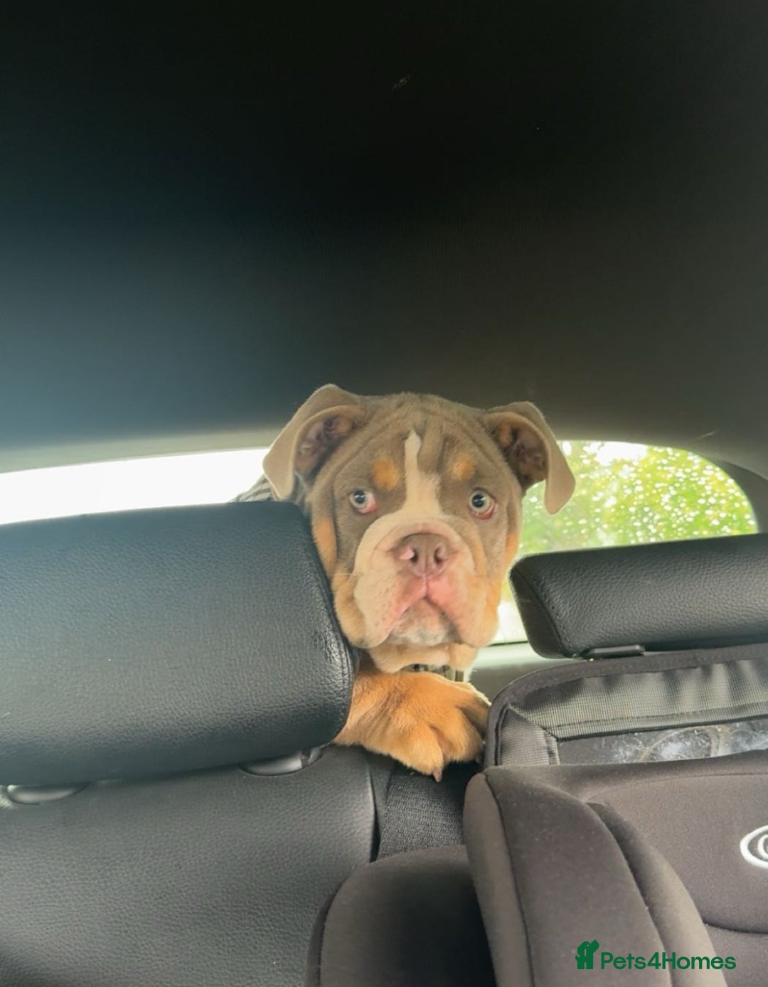 English Bulldog dogs for sale: 💙 Bruiser 💙 - Advert 1