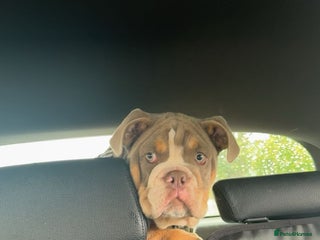 English Bulldog dogs 💙 Bruiser 💙 - Advert 1