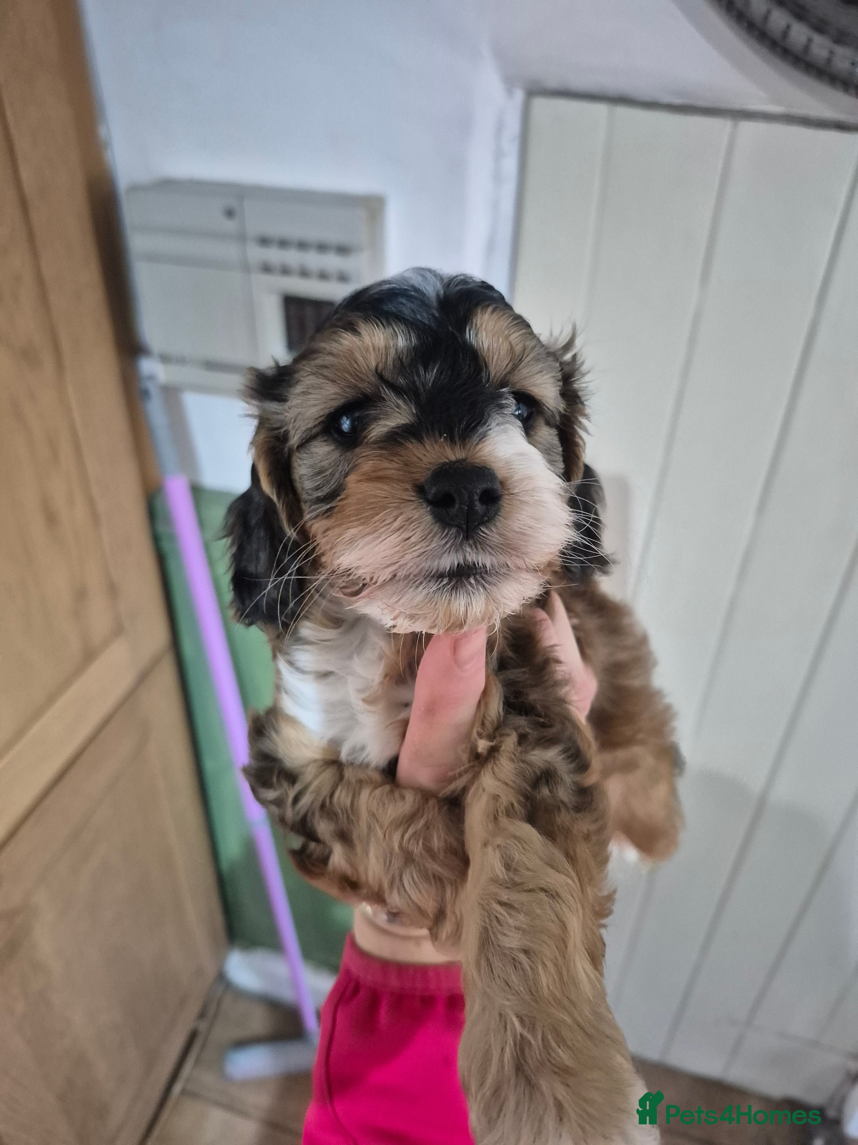 Cockapoo dogs Beautiful health tested F1 cockapoos - Advert 10