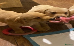 Labrador Retriever dogs for sale: Chunky Labradors ready now - Image 22
