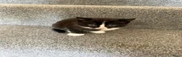 Ragdoll cats for sale: Ragdoll Cross Kittens – Available to Reserve - Advert 3