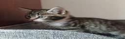 Mixed Breed cats for sale: Wonderful Kittens🥰🥰🥰 - Advert 6