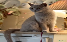 British Shorthair cats for sale: Lilac British Shorthair  - Image 1