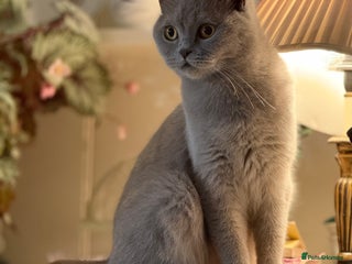 British Shorthair cats - Advert 12