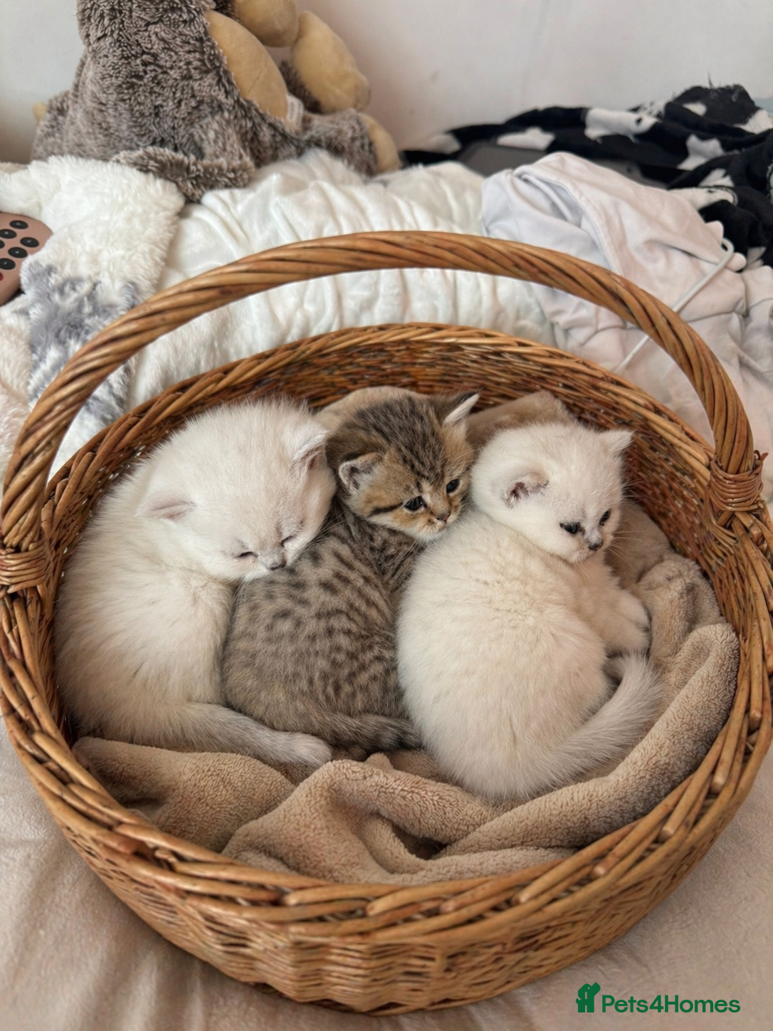 British Shorthair cats Beautiful British shorthair kitten  - Advert 1