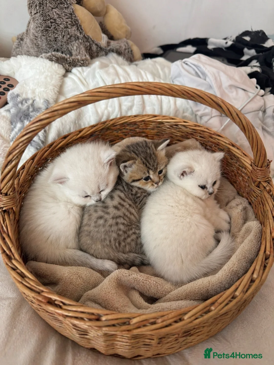 British Shorthair cats for sale: Beautiful British shorthair kitten  - Advert 1