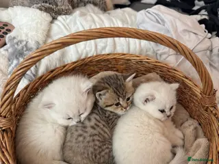 British Shorthair cats Beautiful British shorthair kitten - Advert 6