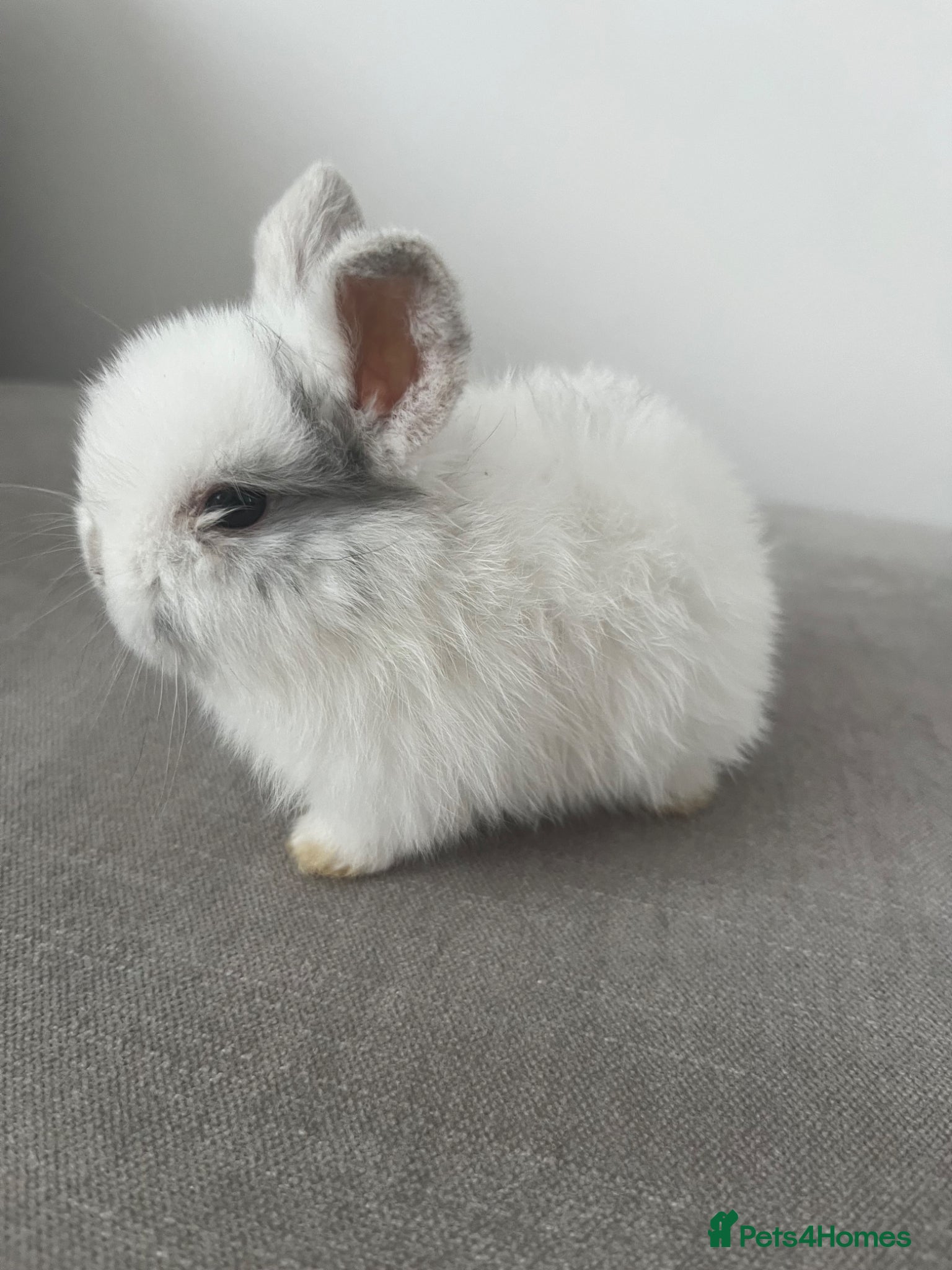 Mini Lop rabbits Gorgeous Pure Bred Mini Lops  - Advert 2