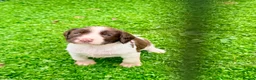 English Springer Spaniel dogs for sale: Pedigree springer spaniel Puppies - Advert 14