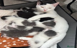 Mixed Breed cats for sale: ❤️*Blue/white & black/white friendly kittens*❤️ - Image 5