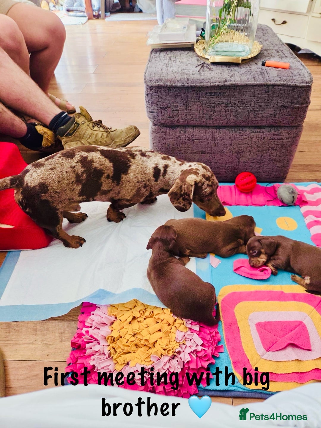 Miniature Dachshund dogs for sale: Choc/tan mum,long haired choc dad  A+ healthcare - Image 9