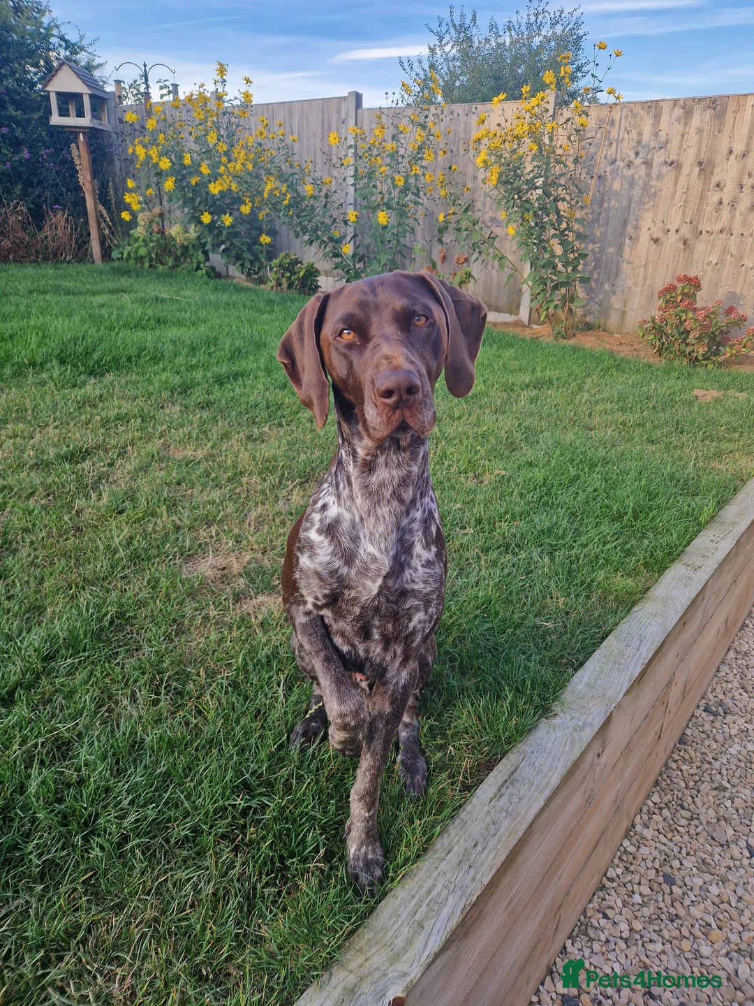 German Shorthaired Pointer dogs for stud: Proven KC registered & health tested GSP stud - Advert 1