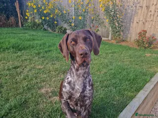German Shorthaired Pointer dogs Proven KC registered & health tested GSP stud - Advert 11