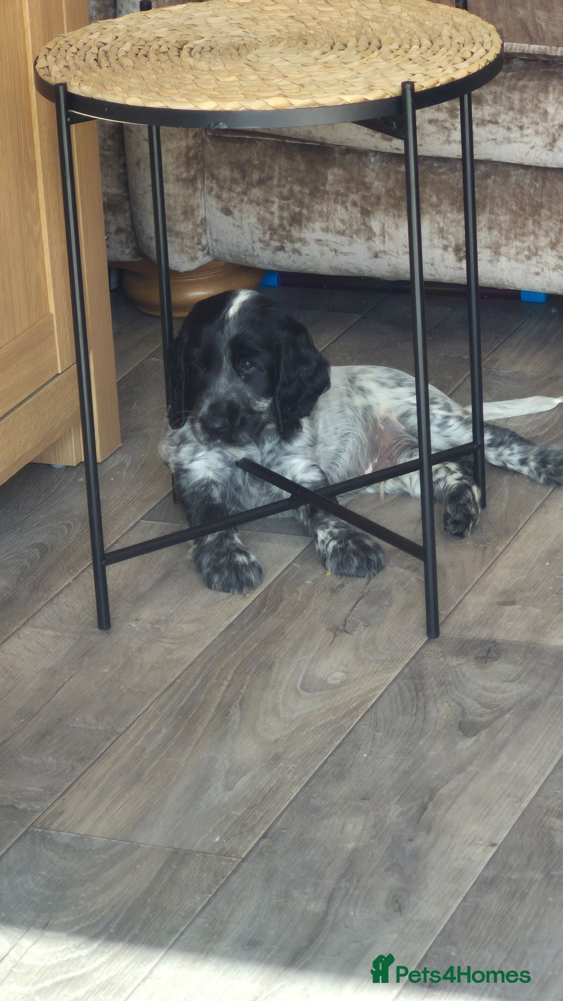 Cocker Spaniel dogs Beautiful Kc showtype cocker spaniel puppies - Advert 16