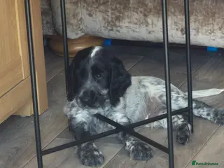 Cocker Spaniel dogs *last boy* Kc showtype cocker spaniel - Advert 13