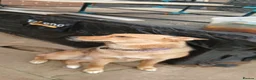 Mixed Breed dogs for sale: Female husky cross - Advert 4