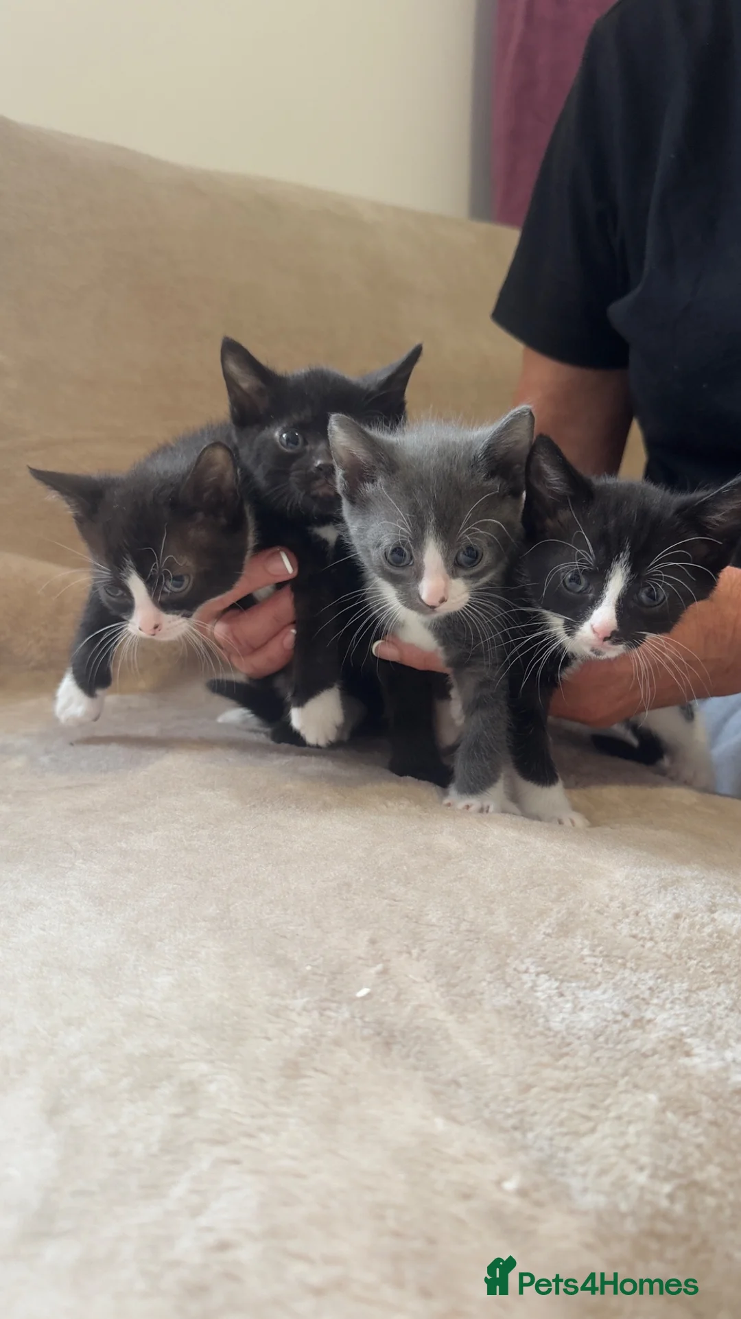 Mixed Breed cats for sale: 4 Beautiful Kittens Looking For Loving Homes in Deeside - Advert 1