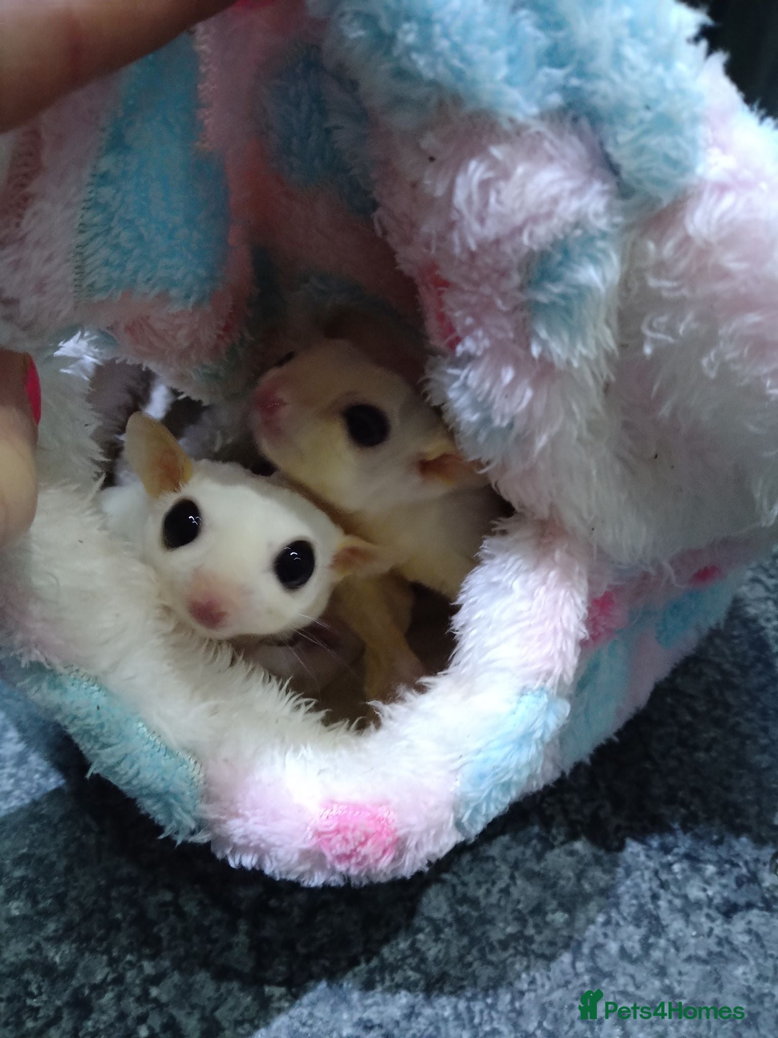 Sugar Glider rodents Leucistic pair and a baby  - Advert 3