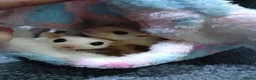 Sugar Glider rodents for sale: Adorable sugar gliders  - Advert 15