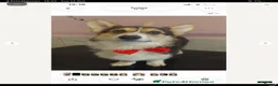 Welsh Corgi Pembroke dogs for sale: Beautiful Pembroke boy for sale  - Advert 3