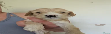 Cockapoo 4