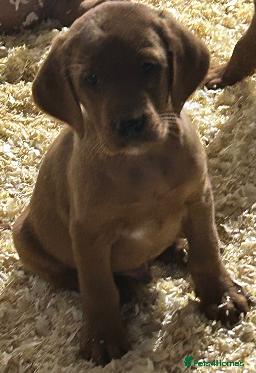 Mixed Breed dogs for sale: Outstanding settador puppies  - Advert 4