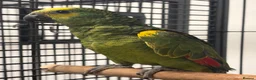 Parrots birds for sale: Hand Reared Baby Blue Fronted Amazons  - Advert 2
