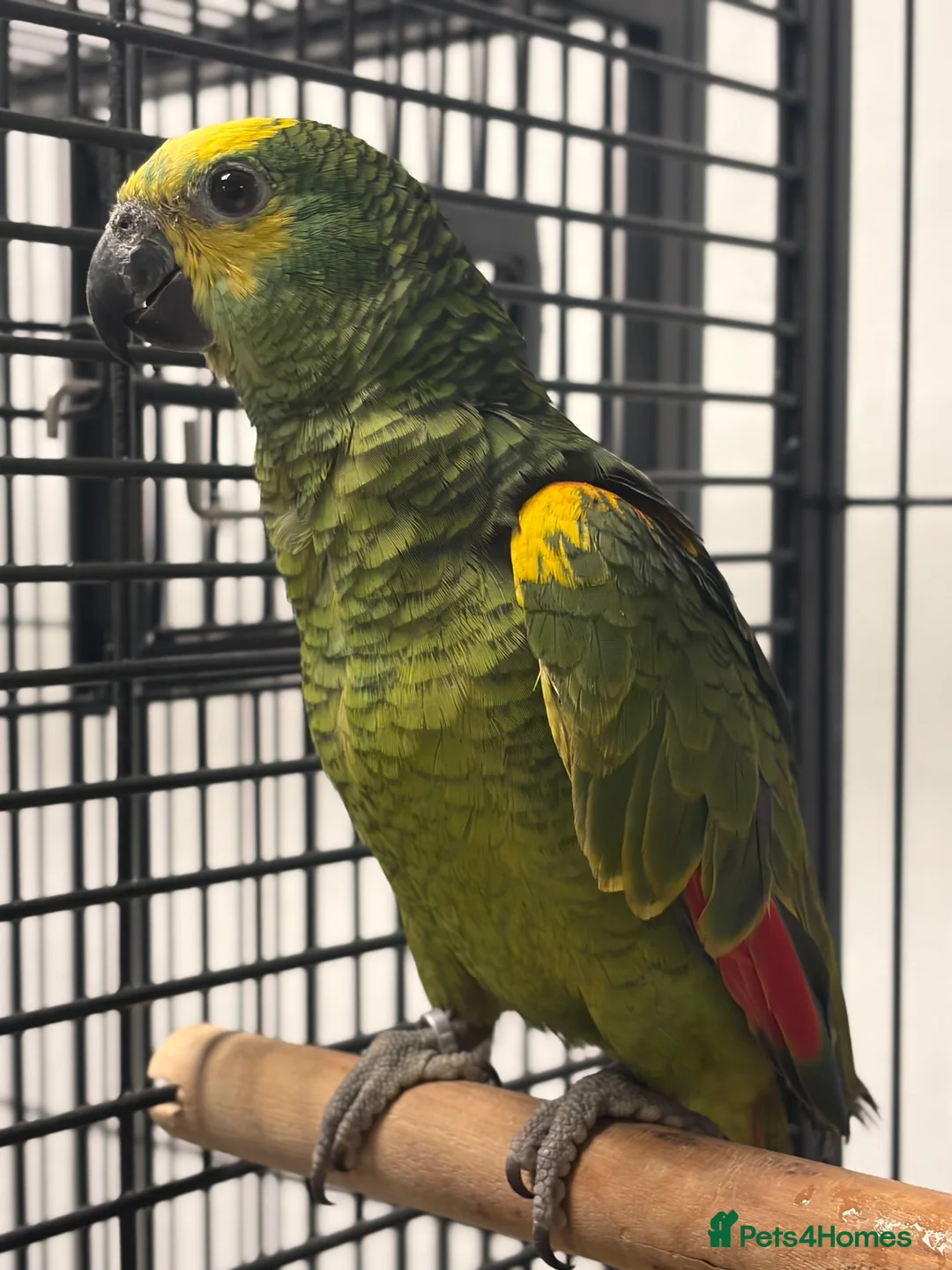Parrots birds for sale: Hand Reared Baby Blue Fronted Amazons  - Advert 2