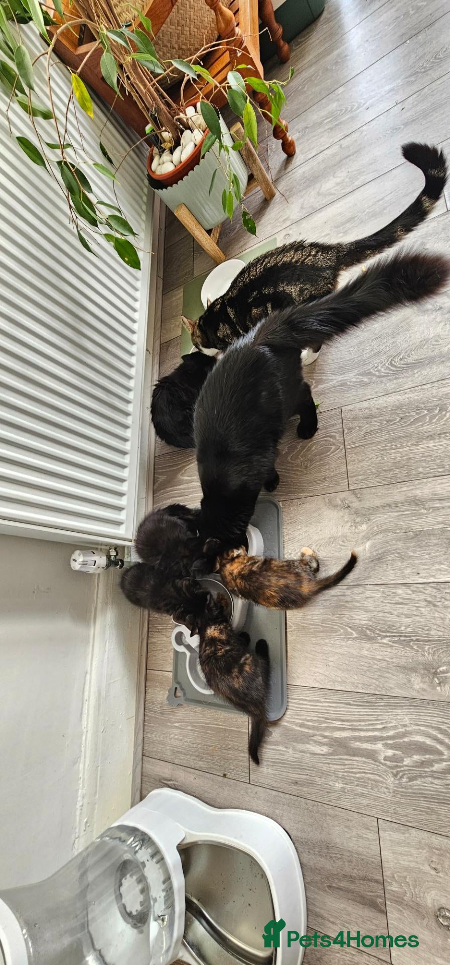 Mixed Breed cats 10 adorable kittens - Advert 1