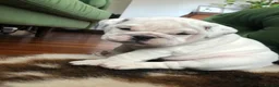 English Bulldog dogs for sale: Lovely English Bulldog Puppies in London - Advert 3