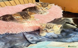 Bengal cats for sale: Kitten  - Image 6