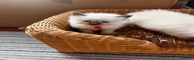 Miss orange 