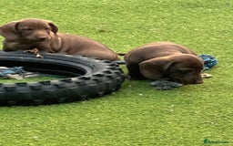 Dachshund dogs for sale: Min dachshund x teckel ( standered dachshund) - Image 31