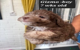 Toy Poodle dogs for sale: Asian toy poodle  - Image 9