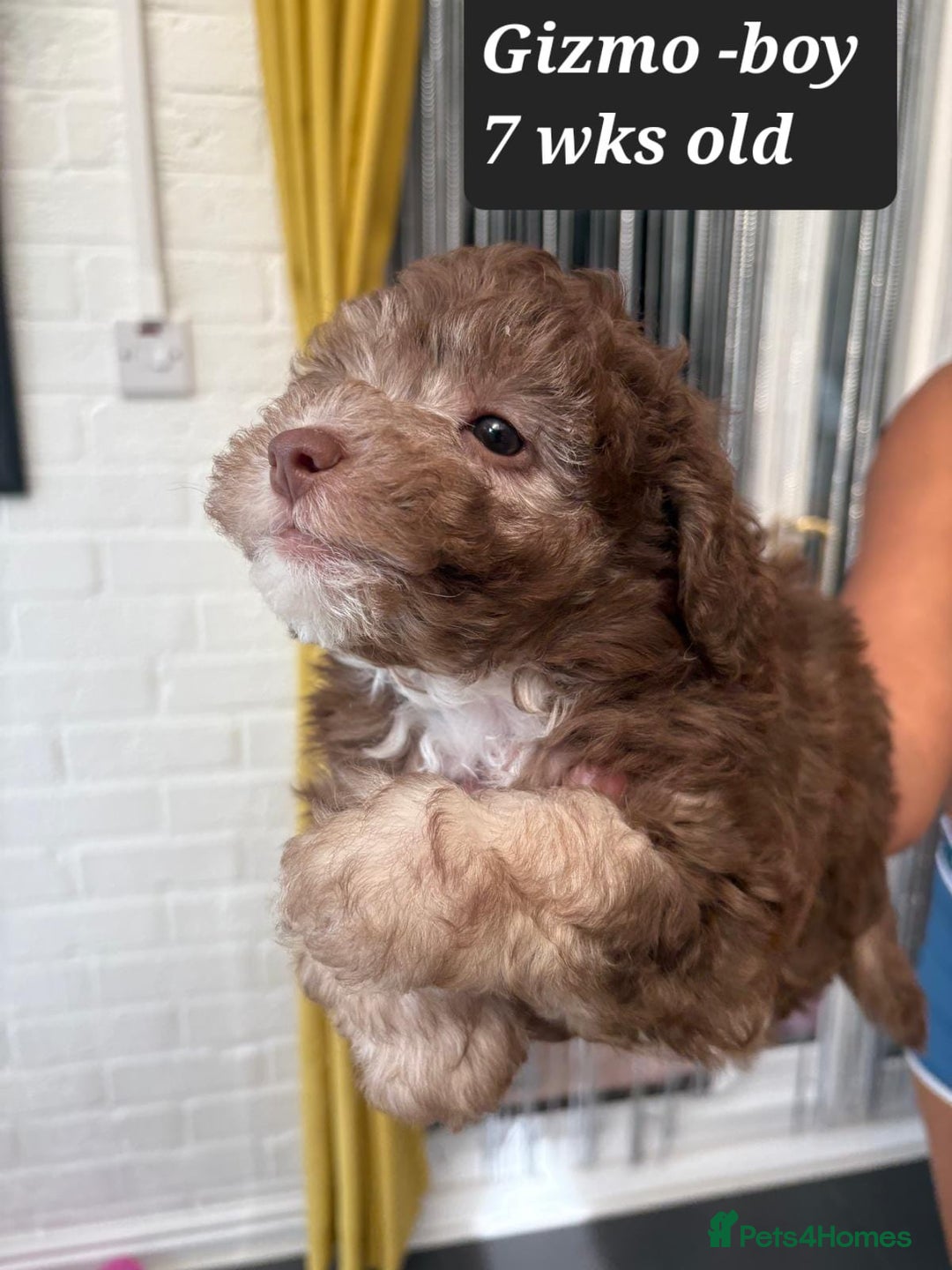 Toy Poodle dogs for sale: Asian toy poodle  - Image 9